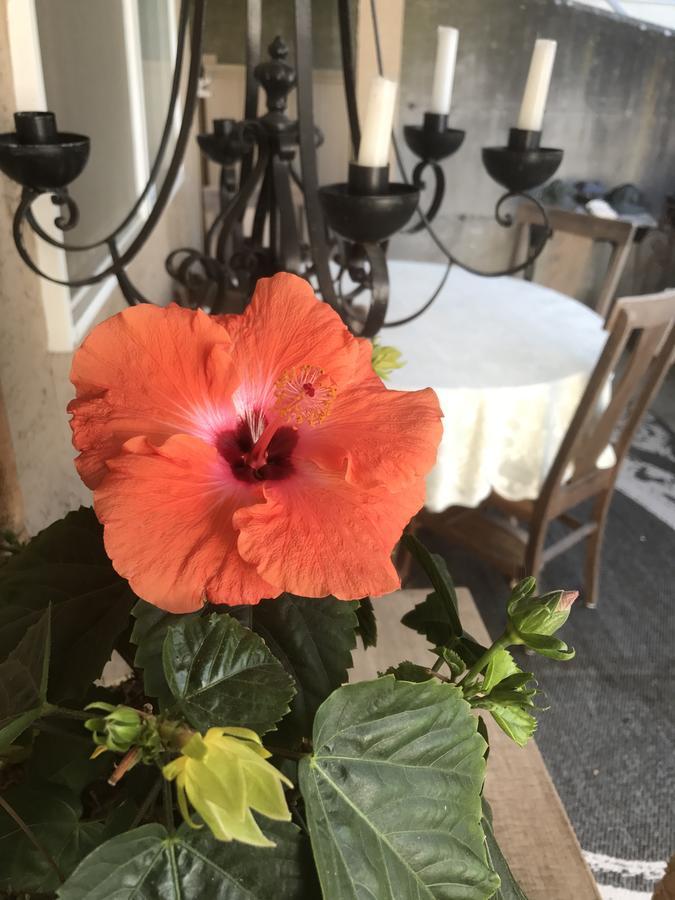 וויט רוק Donna'S Bed & Breakfast מראה חיצוני תמונה